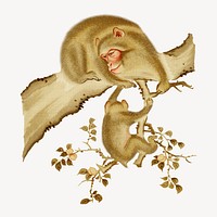 Baby monkey and mother, vintage animal painting by G.A. Audsley-Japanese illustration. Remixed by rawpixel.