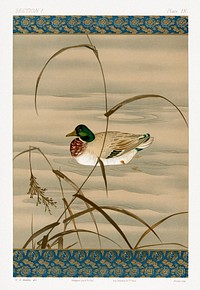 Duck swimming in the lake, vintage Japanese animal painting by G.A. Audsley-Japanese illustration. Public domain image from our own original 1884 edition of The Ornamental Arts Of Japan. Digitally enhanced by rawpixel.