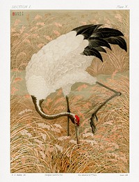 Sarus crane in rice field, vintage Japanese animal painting,  by G.A. Audsley-Japanese illustration. Public domain image from our own original 1884 edition of The Ornamental Arts Of Japan. Digitally enhanced by rawpixel.