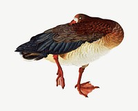 White-fronted goose, vintage animal by G.A. Audsley-Japanese illustration psd. Remixed by rawpixel.