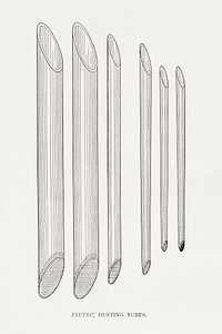 Tsutsu, Japanese dusting  tube by G.A. Audsley-Japanese illustration. Public domain image from our own original 1884 edition of The Ornamental Arts Of Japan. Digitally enhanced by rawpixel.