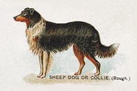 Sheep Dog or Collie (Rough), from the Dogs of the World series for Old Judge Cigarettes (1890) chromolithograph art by Goodwin & Company. Original public domain image from The MET Museum. Digitally enhanced by rawpixel.