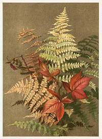 Autumn ferns (1887) chromolithograph art by Ellen T. Fisher. Original public domain image from the Library of Congress. Digitally enhanced by rawpixel.