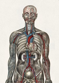 The human body and natural size: colored and superimposed plates, with explanatory text (1899) vintage illustration by Julien Bougle. Original public domain image from Wikimedia Commons. Digitally enhanced by rawpixel.