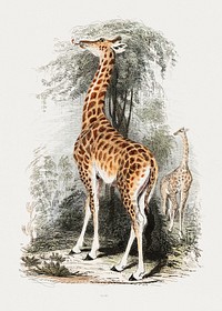 The animal kingdom, arranged after its organization, forming a natural history of animals, and an introduction to comparative anatomy (1854) vintage illustration by Georges Cuvier. Original public domain image from Wikimedia Commons. Digitally enhanced by rawpixel.