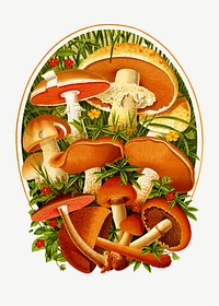 Mushroom vintage illustration psd. Remixed by rawpixel. 