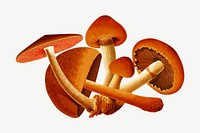 Mushroom vintage illustration psd. Remixed by rawpixel. 