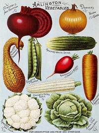 Illustrated hand book - Rawson's vegetable and flower seeds (1895) chromolithograph art by W.W. Rawson and Co. Original public domain image from Wikimedia Commons. Digitally enhanced by rawpixel.