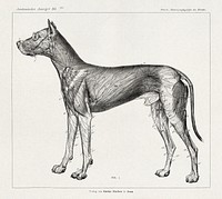 Anatomy of lymph vessels in dog (1917-1918) vintage illustration by Hermann Baum. Original public domain image from Wikimedia Commons. Digitally enhanced by rawpixel.