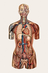 Female anatomy (1897) vintage illustration. Original public domain image from Wikimedia Commons. Digitally enhanced by rawpixel.