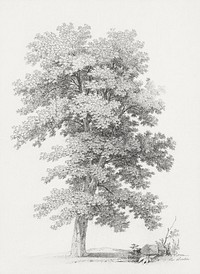 A Plane Tree (late 18th–mid-19th century), vintage illustration  by Jean Victor Bertin. Original public domain image from The MET Museum. Digitally enhanced by rawpixel.