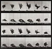 Animal Locomotion Plate 730 (1887) photographed by Eadweard Muybridge. Original public domain image from The Minneapolis Institute of Art. Digitally enhanced by rawpixel.