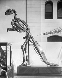 Hadrosaurus Skeleton Model at United States National Museum. Original public domain image from The Smithsonian Institution. Digitally enhanced by rawpixel.