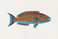 Unidentified Fish illustration by James Bruce. Original public domain image from Yale Center for British Art. Digitally enhanced by rawpixel.