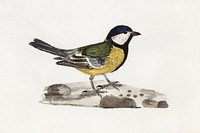 Talitiainen (1830) by Ferdinand von Wright, vintage bird illustration. Original public domain image from Finnish National Gallery. Digitally enhanced by rawpixel.