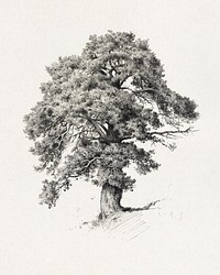 M&auml;nty. Todenn&auml;k. 1880-luvun j&auml;lkipuol. Mer. E. J., 1885 - 1889, tree illustration. Original public domain image from Finnish National Gallery. Digitally enhanced by rawpixel.