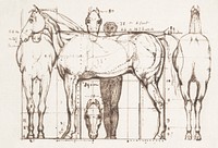 Anatomical Study of a Horse. Original public domain image from Yale Center for British Art. Digitally enhanced by rawpixel.