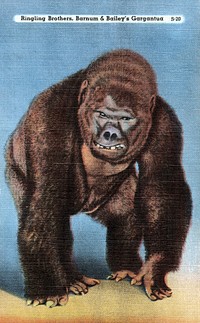 Ringling Brothers, Barnum & Bailey's Gargantua (1930–1945) animal illustration. Original public domain image from Digital Commonwealth. Digitally enhanced by rawpixel.