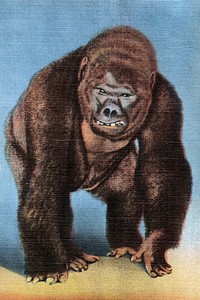 Vintage gorilla monkey, animal illustration.  Remixed by rawpixel. 