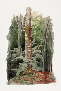 Forest, trunk of a hardwood tree in the middle (1856) nature illustration by Werner Holmberg. Original public domain image from Finnish National Gallery. Digitally enhanced by rawpixel.