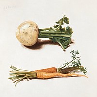 Study of turnips and carrots (1751) vegetable illustration by Johanna Fosie. Original public domain image from The Statens Museum for Kunst. Digitally enhanced by rawpixel.