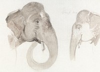 Two Studies of an Indian Elephant's Head (1840) animal illustration by Thomas Daniell. Original public domain image from Yale Center for British Art. Digitally enhanced by rawpixel.