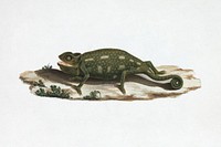 Unidentified Chameleon (1737–1770) animal illustration by Luigi Balugani. Original public domain image from Yale Center for British Art. Digitally enhanced by rawpixel.