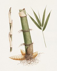 Arundinaria alpina K. Schum. (African Bamboo): finished drawing of sections of stem and of shoot with leaves (1730–1794) by James Bruce. Original public domain image from Yale Center for British Art. Digitally enhanced by rawpixel.