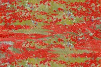 Red flower field background. Remixed by rawpixel. 