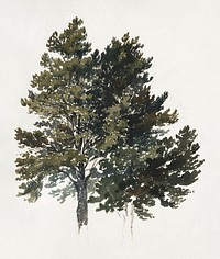 Study of a treetop (1880–1883) watercolor by Friedrich Carl von Scheidlin. Original public domain image from Web umenia. Digitally enhanced watercolor by rawpixel.