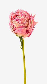 Dried pink peony flower image element.