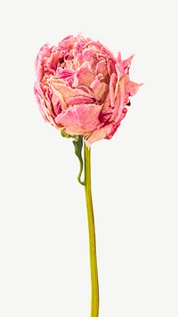 Dried pink peony flower collage element psd.