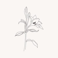 Lily flower line art illustration