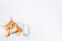 Cute ginger cat background, torn paper