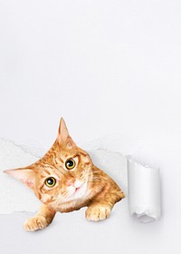 Cute ginger cat background, torn paper