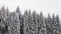 Snow pine forest HD wallpaper, winter aesthetic