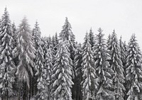 Snow pine forest background, winter aesthetic