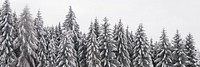 Snow pine forest background, winter aesthetic