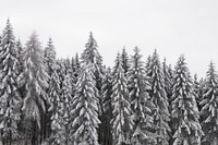 Snow pine forest background, winter aesthetic