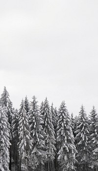 Snow pine forest iPhone wallpaper, winter aesthetic