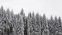 Snow pine forest background, winter aesthetic