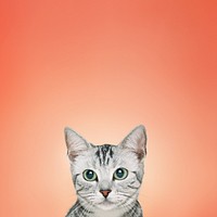 British Shorthair cat background, pet animal border