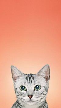 British Shorthair cat iPhone wallpaper, pet animal border