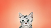 British Shorthair cat HD wallpaper, pet animal border