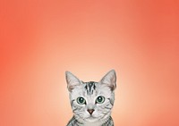 British Shorthair cat background, pet animal border