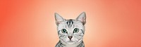 British Shorthair cat background, pet animal border