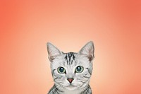 British Shorthair cat background, pet animal border