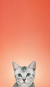 British Shorthair cat iPhone wallpaper, pet animal border