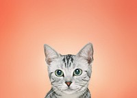 British Shorthair cat background, pet animal border