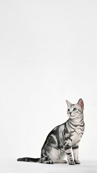 British Shorthair cat iPhone wallpaper, pet animal border